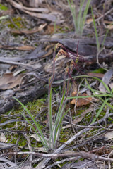 Caladenia dimidia