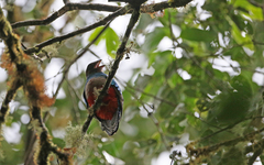 Pharomachrus antisianus