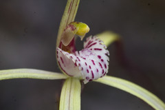 Caladenia dimidia