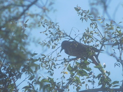 Colaptes