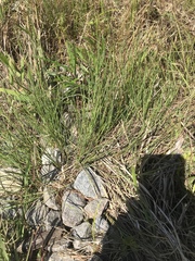 Schizachyrium tenerum