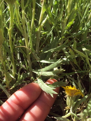 Senecio ceratophylloides