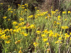 Senecio ceratophylloides