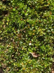 Physcomitrium immersum