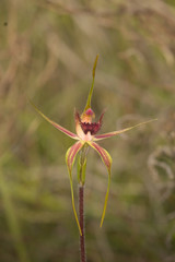 Caladenia decora