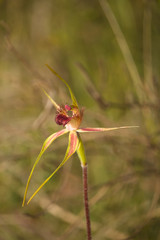 Caladenia decora
