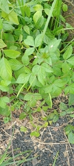 Cleome rutidosperma
