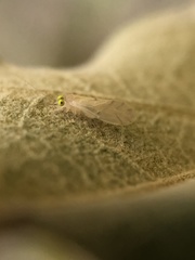 Xanthocaecilius sommermanae