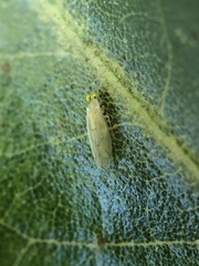 Xanthocaecilius sommermanae