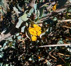 Berberis grevilleana