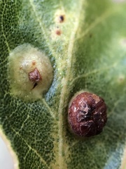 Polystepha symmetrica