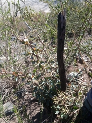 Berberis grevilleana