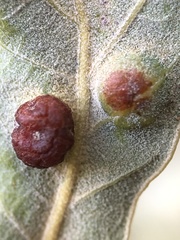 Polystepha symmetrica