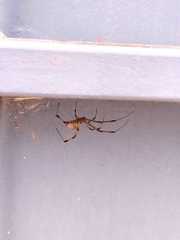 Latrodectus geometricus