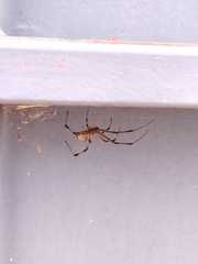 Latrodectus geometricus