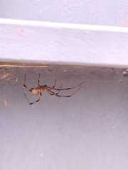 Latrodectus geometricus