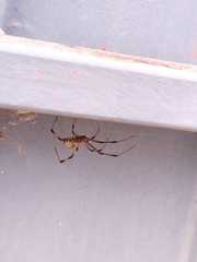 Latrodectus geometricus