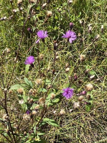 Vernonia gigantea image