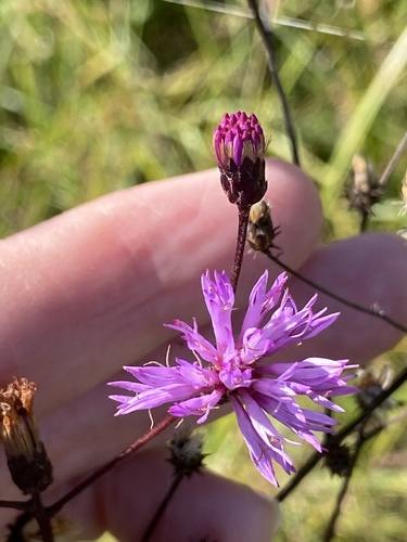 Vernonia gigantea image
