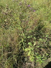 Vernonia gigantea image