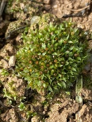 Physcomitrium immersum