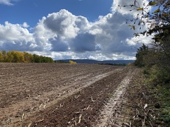 Physcomitrium immersum