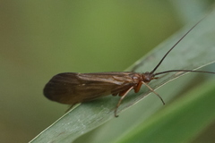 Anabolia