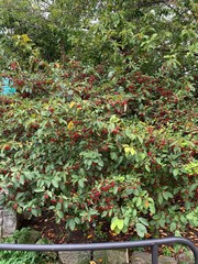 Amelanchier × lamarckii