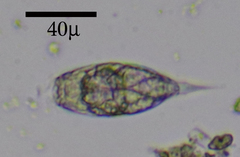 Colurella