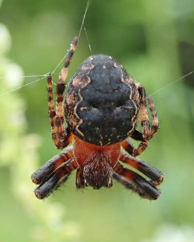 Ornamental Orbweaver
