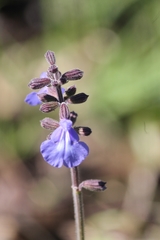 Salvia ovalifolia