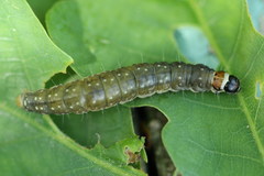 Choristoneura hebenstreitella