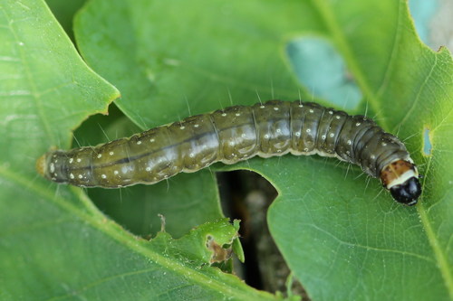 Great Tortrix, photo 2 of 10