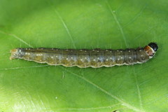 Choristoneura hebenstreitella