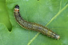 Choristoneura hebenstreitella