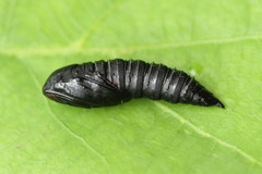 Choristoneura hebenstreitella