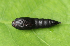 Choristoneura hebenstreitella