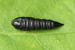 Choristoneura hebenstreitella