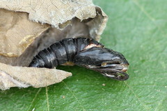 Choristoneura hebenstreitella