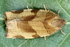 Choristoneura hebenstreitella