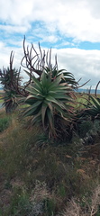 Aloe arborescens × ferox