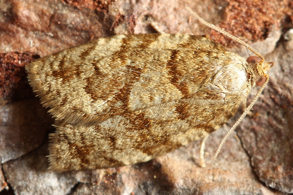 Choristoneura murinana