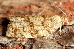 Choristoneura murinana