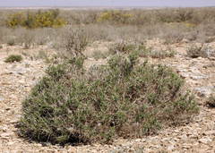 Acanthophyllum brevibracteatum