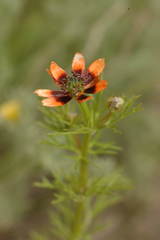 Adonis aestivalis parviflora