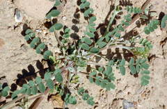 Astragalus ammophilus