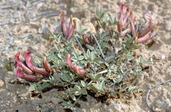 Astragalus erioceras