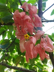 Mussaenda philippica