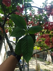 Mussaenda philippica