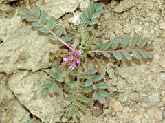 Astragalus oxyglottis